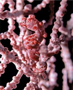 迷你可愛的豆丁海馬，有海中小精靈之稱/蔡永春攝