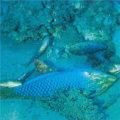 海底環境遭受人類的自私破壞,「炸魚」的情景令人看了深惡痛絕/翻攝自《台灣國家公園史》