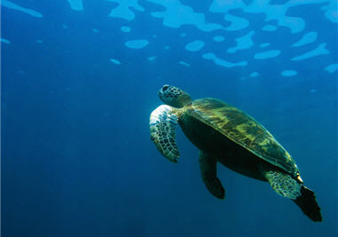 大海，孕育了無數生命，也與人類生存息息相關/部落客Simon攝