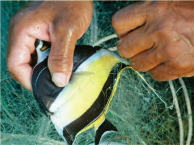 搶救奄奄一息的蝶魚、保住珍貴綠蠵龜的生命⋯⋯墾管處執行海洋保育工作困難重重，但不得不為。/墾管處提供