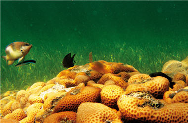 許多水中生物對溫度變化非常敏感，魚類也許還可往別處移動，然固定住的美麗珊瑚卻可能因面臨威脅而白化死亡/洪登富攝