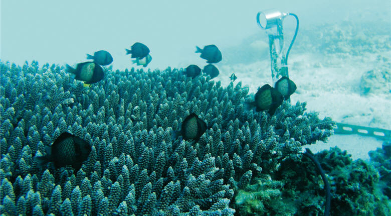 在攝影鏡頭24小時的監測下，海底生物百態無所遁形。/林芳邦提供