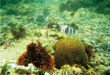 因為特有的潟湖地形，後壁湖成為許多海洋生物的「產房」。圖為馬糞海膽復育有成的榮景。/蕭再泉提供
