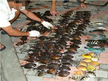 長達數百公尺的三層網，幾乎將海中生物趕盡殺絕、一網打盡，連非食用魚類都難逃厄運。/蕭再泉提供