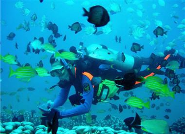 「後壁湖海洋資源保護示範區」內魚群成牆。/蕭再泉提供