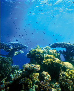 大家應共同珍惜海洋生態資源，讓海底生物皆能生生不息/Kristian 攝