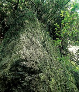 壽山地區處處可見裸露的岩層，是地質學上的活教材。/ 串門攝影提供