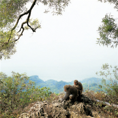 壽山又稱猴山，滿山的台灣獼猴是受到保育的台灣特有種，遊客千萬不要任意餵食。