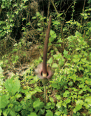 密毛魔芋外觀/吳國源攝