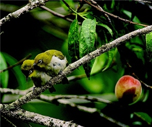 Joking about this intimate couple of White Eyes (Zosterops japonicus) photographed by him, Sun said their love will last until the seas run dry and “the peaches rot.” (while the original Chinese idiom should be “until the sea runs dry and ‘the rocks crumble,’” meaning “till the end of time.”)
