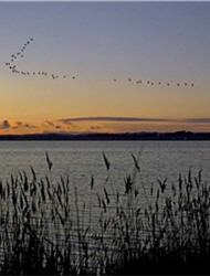 In this picture, Little Egrets are migrating. If we don't protect this scenery with our heart, it will surely hard to be seen in the future. ／by Yu-wen Chen