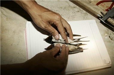 兩者相比，尾巴較長的是公的家燕/何一先提供