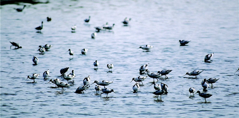 有良好的濕地經營及復育,就能讓鳥群有安心的棲息與覓食空間。圖為反嘴行鳥。