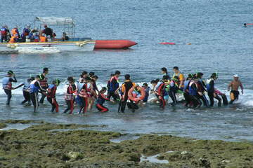 冠羽畫眉/ 林峻宏( 鳥勇士) 攝