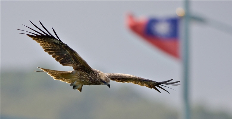困在都市牢籠裡而感覺煩悶時，不妨走進國家公園，豎起耳朵聽聽那些有趣的啼聲及看看那些在廣闊天空中飛翔的堅韌雙翼/林峻宏(鳥勇士)攝