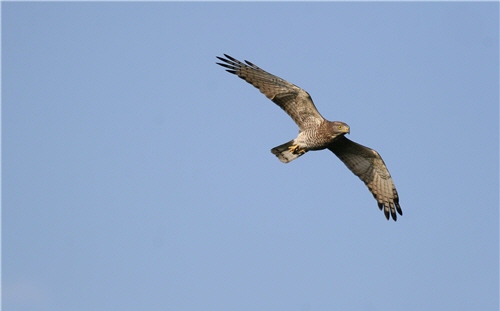 遨遊天際的灰面鵟鷹成鳥/墾管處提供