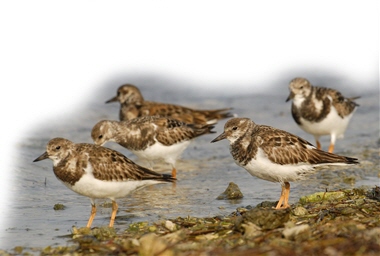 東沙島每年冬季都有許多翻石鷸前來休憩避冬/海管處提供，王健得攝