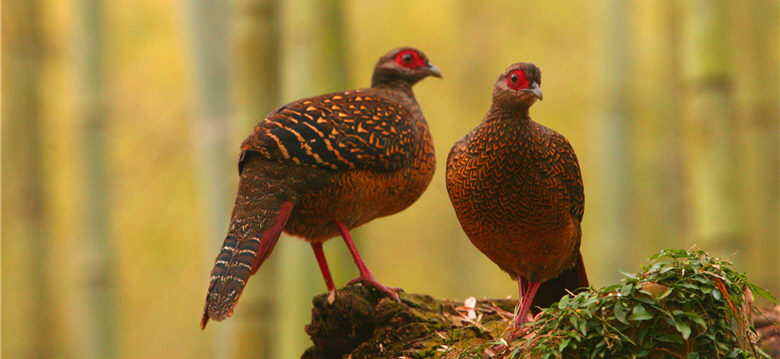 旅行英文:向國外友人介紹台灣賞鳥世界