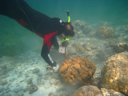 東沙島除了陸地上的動植物之外，也包含海域中的生物，保育志工必須具備潛水執照、救生員執照/  陳慧如