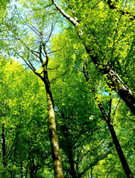 國家公園可因地制宜，擬定復育計畫，採集當地種源予以育苗、回植。/ 賴宛靖攝