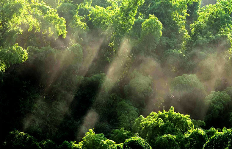 霧,使台灣森林更豐富/elwynn 攝