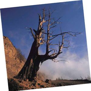 高聳入天的夫妻樹給人遺世獨立的高傲與空靈感/陳志明攝