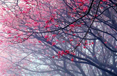 雲霧裊繞的陽明山,賞起花來別有一番風情/陳慧婷攝