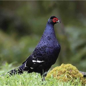 美麗的帝雉是霧林帶常見的生物之一/周光瑩攝