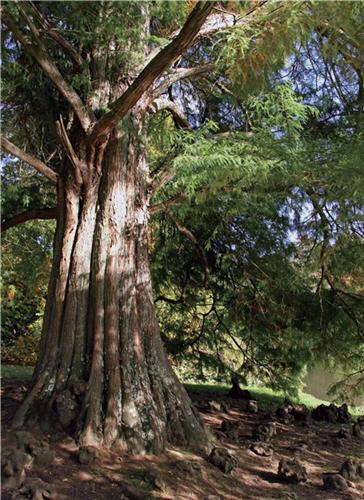 巨大的檜木是霧林帶裡的明星樹種/wang 攝