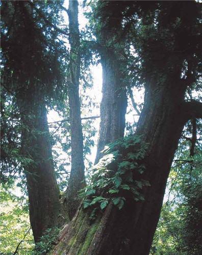 森林中巨木樹幹上的附生植物/林茂耀攝