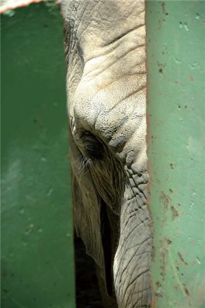 大象渺小的空間