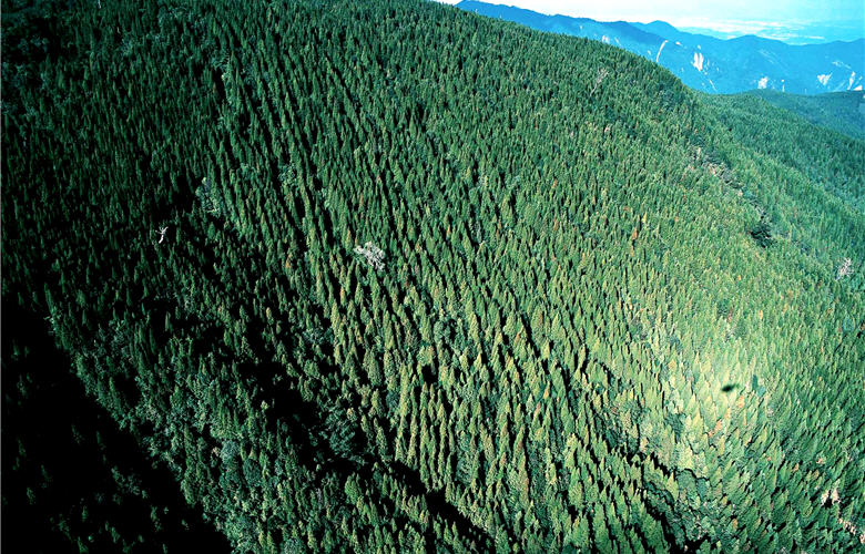 森林是上天給予的重要禮物，卻曾有段迷惘的歲月／齊柏林攝