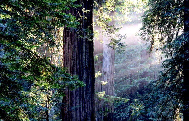 原始林的生態受破壞後，欲仰賴自然演替回復恐需百年以上時間／Peter 攝