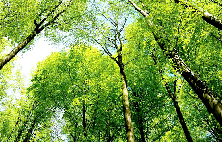 國家公園可因地制宜，擬定復育計畫，採集當地種源予以育苗、回植。／賴宛靖攝