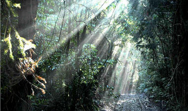 雲霧瀰漫的潮濕環境與茂密豐富的森林植群有著直接的關係／陳家鴻攝