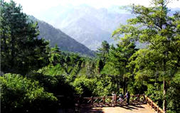 觀霧地區因雲霧所帶來的水平降水相當可 觀，圖左至右為2008年8月3日所做的觀測 紀錄照，可清楚看到約至下午時分，起霧狀 況已相當濃厚／林博雄提供