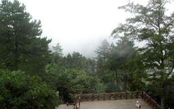 觀霧地區因雲霧所帶來的水平降水相當可 觀，圖左至右為2008年8月3日所做的觀測 紀錄照，可清楚看到約至下午時分，起霧狀 況已相當濃厚／林博雄提供