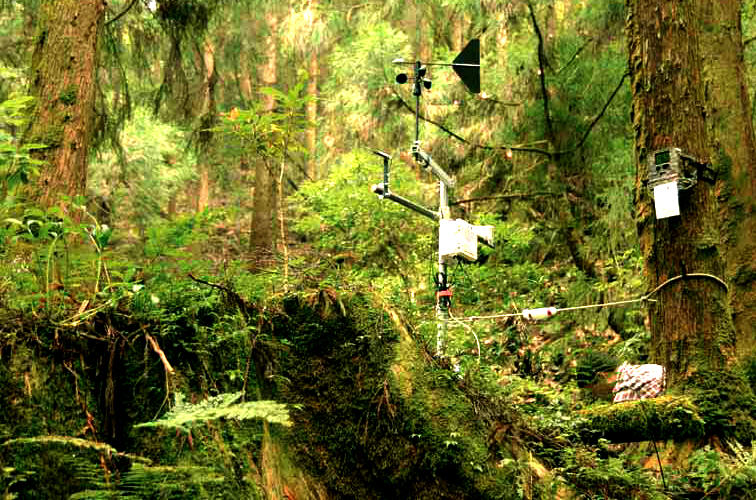 平地與保育地帶的霧是否會因空氣污染的影 響而有所不同，是林教授的調查計畫之一。 圖為在巨木林道山椒魚保育地的移動型氣象 站與曠時照像機／林博雄提供