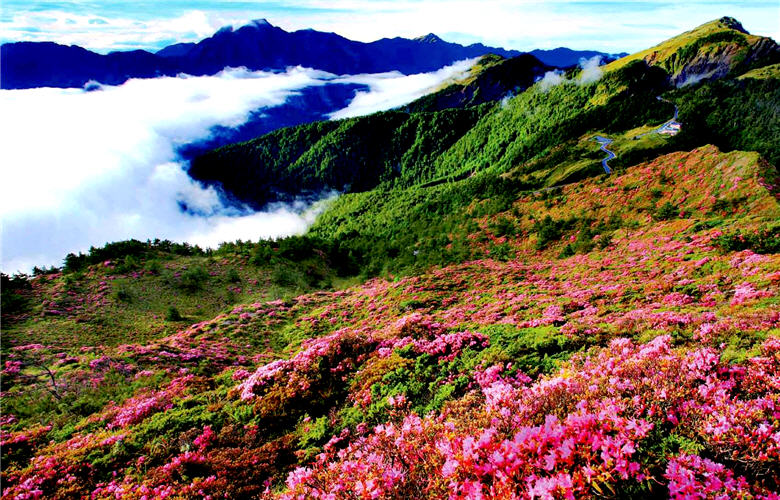 隨處可見的杜鵑花，在生物學上有著重要的地位／攝彩本事攝影比賽金牌獎，邱家終攝