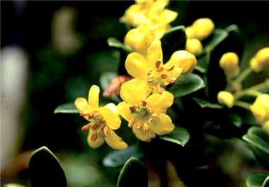 著生杜鵑分布於海拔1,500 ∼ 2,500公尺霧林帶，為台灣野 生杜鵑花中唯一具有黃色花冠且長在台灣特有種紅檜枝幹上 之植物／曾彥學提供