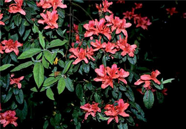 金毛杜鵑分布於海拔150 ∼ 2,700公尺地帶，族群數量最多／曾彥學提供