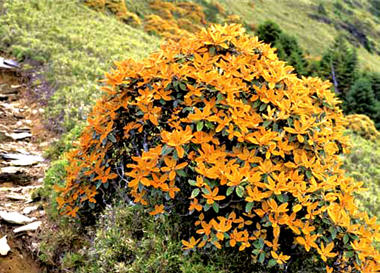 太魯閣國家公園中的南湖杜鵑，其背面密貼著金黃色的毛茸／曾彥學提供