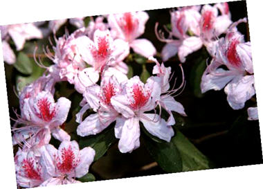 淡紫紅色花冠上有玫瑰色斑點是南澳杜鵑的特色／曾彥學提供