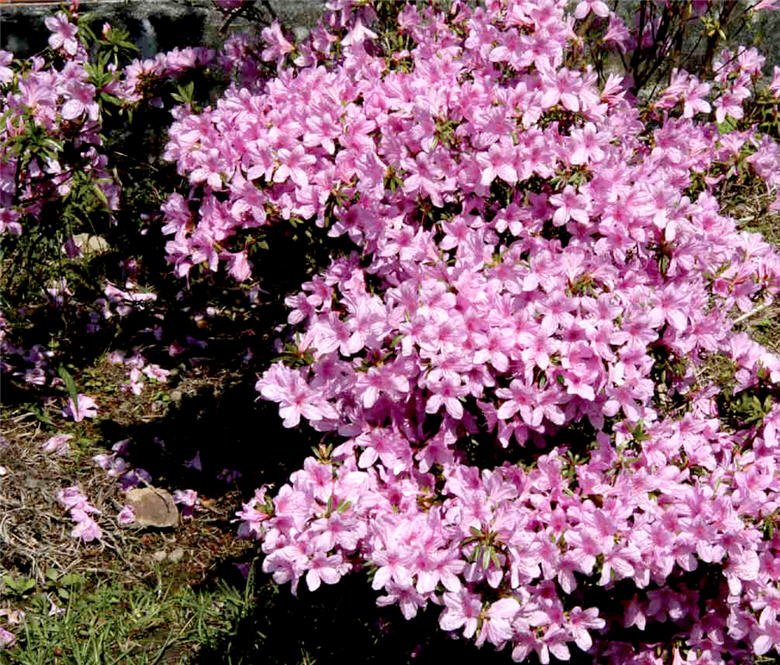 因興建翡翠水庫而已於野外滅絕的烏來杜鵑，為台灣特有種／曾彥學提供