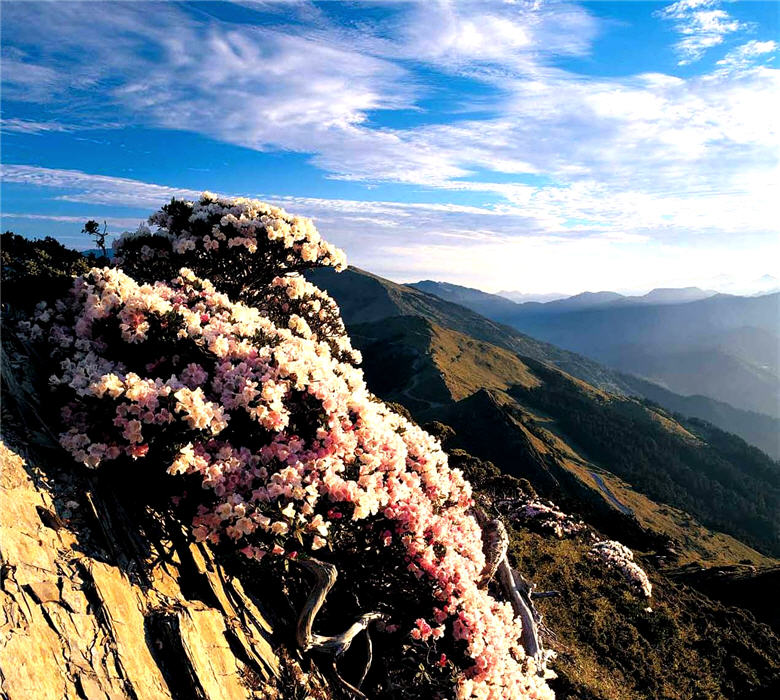 玉山杜鵑習慣高地氣候，若移到平地栽種恐無法存活／呂理雍攝