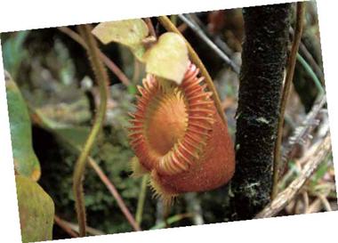 姆魯山中有著豐富多樣的熱帶稀有生物,吸引著全世界的動 植物學家到此研究。圖為豬籠草