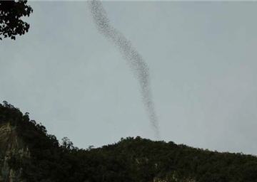 鹿洞每到傍晚,數以百萬計的蝙蝠成群出洞覓食,其景象遠觀有如龍捲風
