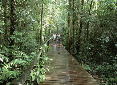 姆魯國家公園是標準的熱帶雨林氣候,圖為其木棧道,總長約3公里