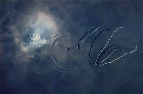 安世中從水塘裡的枯枝看到生命誕生的脈動與勇氣，於是她將這張照片取名為「生命」。