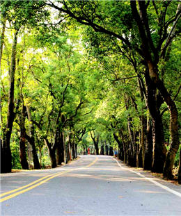 在綠色隧道裡一邊騎車一邊享受自然 風與綠葉的清香。/ 賴宛靖攝